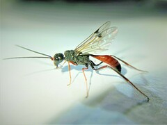 Pristaulacus chlapowskii