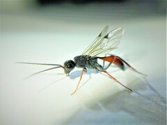 Pristaulacus chlapowskii