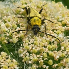 Lepturobosca chrysocoma