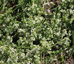 Galium humifusum