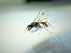 Pristaulacus chlapowskii