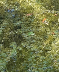 Pelophylax