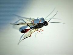 Pristaulacus chlapowskii