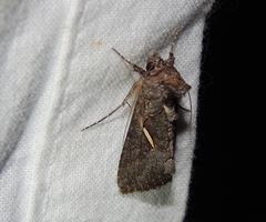 Vittaplusia vittata
