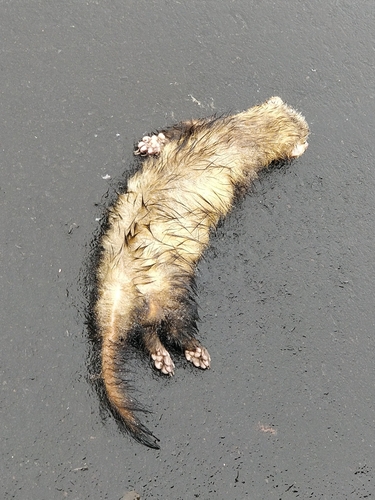 Domestic Ferret
