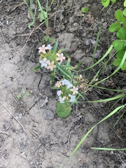 Collomia grandiflora