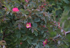 Rosa glauca