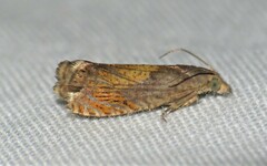 Dichrorampha bittana