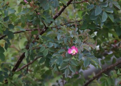 Rosa glauca