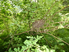 Carpodacus erythrinus