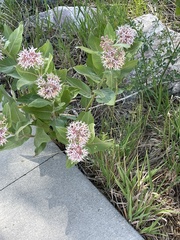 Asclepias speciosa