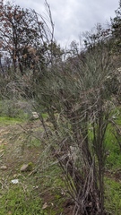Retanilla ephedra