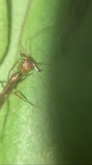 Anochetus micans