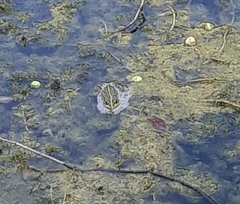 Pelophylax