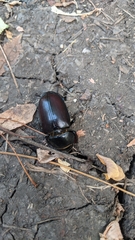Lucanus cervus