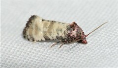 Platphalonidia lavana