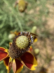 Philanthus ventilabris