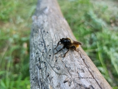 Laphria flava