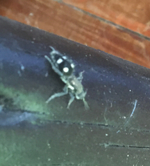 Dolichomutilla heterodonta