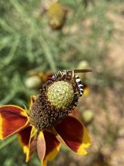 Philanthus ventilabris