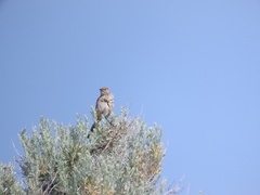 Oreoscoptes montanus
