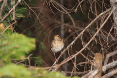 Catharus bicknelli