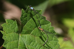 Argia apicalis