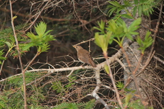 Catharus bicknelli