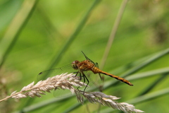 Sympetrum