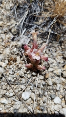 Aphyllon corymbosum