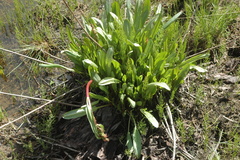 Rumex arcticus