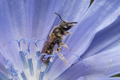 Halictidae