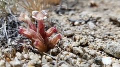 Aphyllon corymbosum