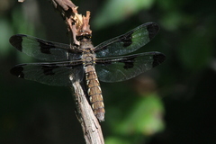 Plathemis lydia