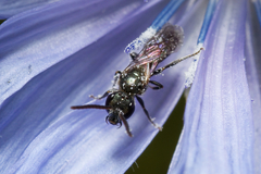 Halictidae