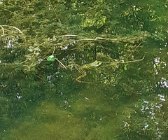 Pelophylax