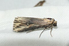 Crambodes talidiformis