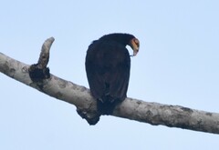 Cathartes burrovianus