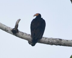Cathartes burrovianus