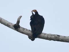 Cathartes burrovianus