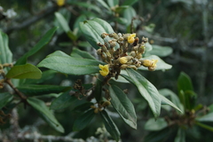 Anastrabe integerrima