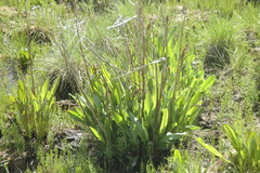 Rumex arcticus