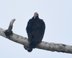 Cathartes burrovianus
