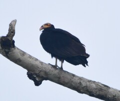 Cathartes burrovianus