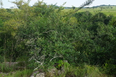 Anastrabe integerrima