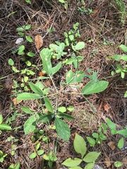 Rhynchosia tomentosa