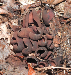 Wynnea americana