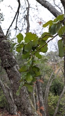 Nothofagus macrocarpa