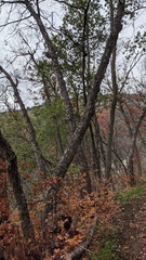 Nothofagus macrocarpa