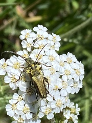 Lepturobosca chrysocoma